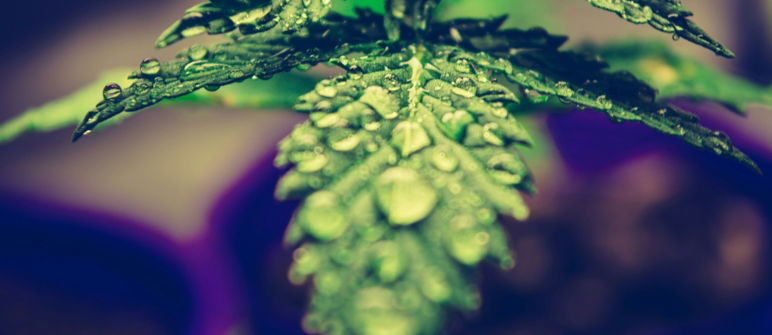 close up image of marijuana leaf with drops of water on its leaves